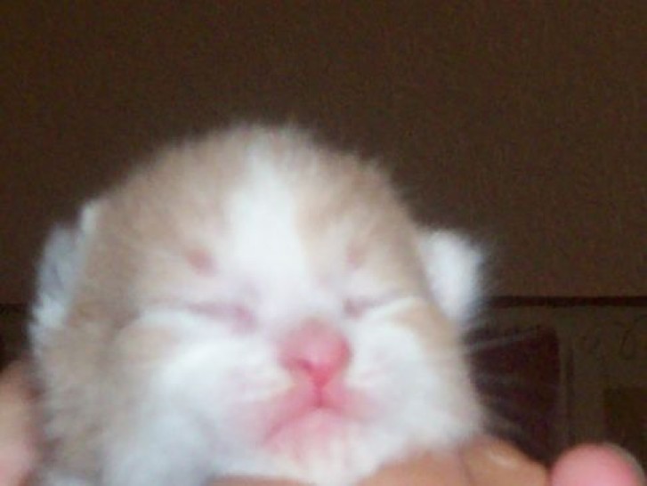 Picture of a cat / kitten / feline