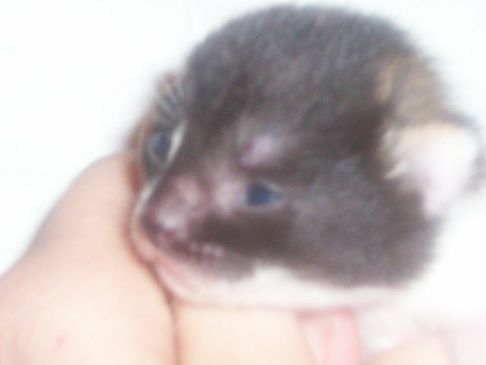 Picture of a cat / kitten / feline