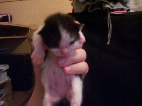 Picture of a cat / kitten / feline