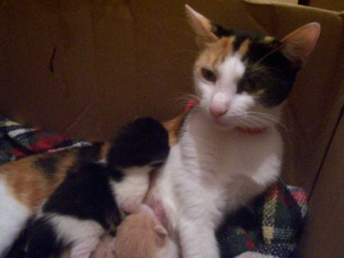 Picture of a cat / kitten / feline