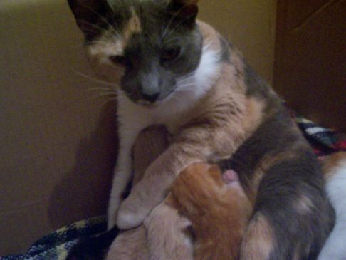 Picture of a cat / kitten / feline