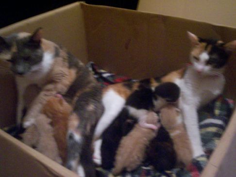 Picture of a cat / kitten / feline