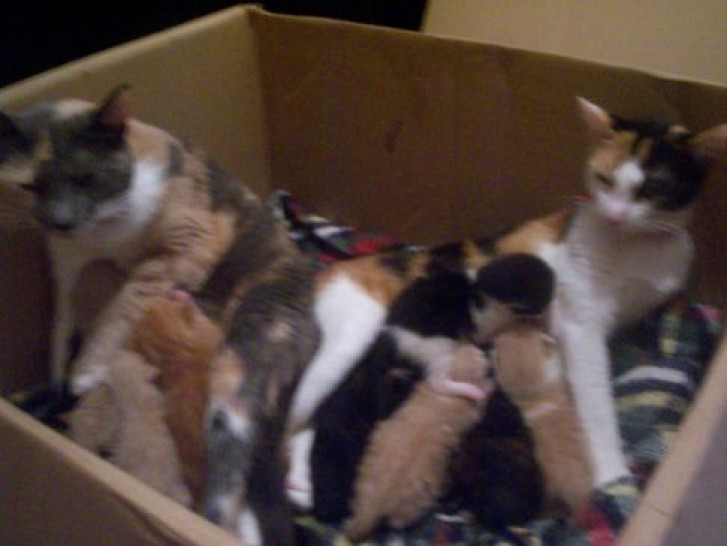 Picture of a cat / kitten / feline