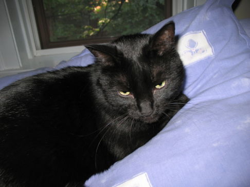 Picture of a cat / kitten / feline