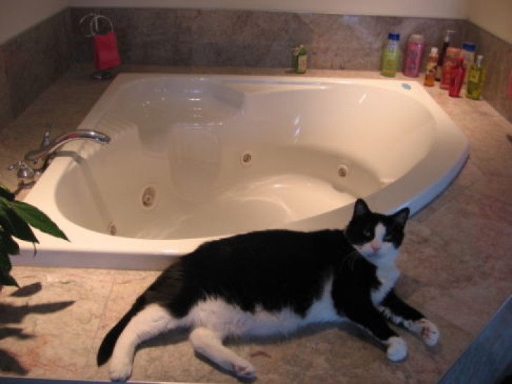 Picture of a cat / kitten / feline