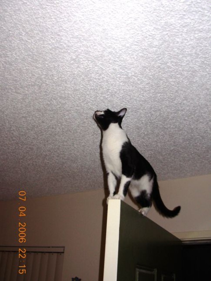 Picture of a cat / kitten / feline