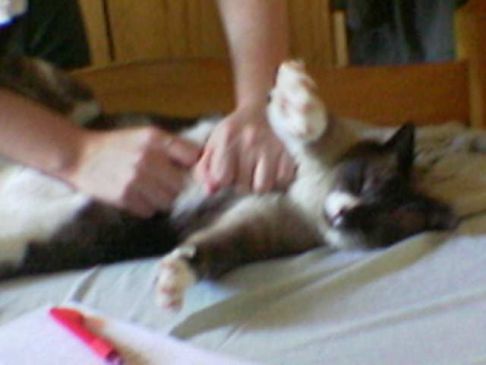 Picture of a cat / kitten / feline