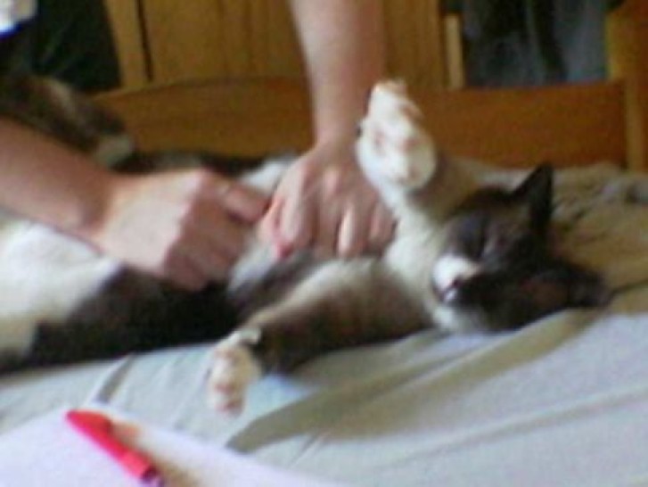 Picture of a cat / kitten / feline