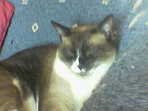 Picture of a cat / kitten / feline