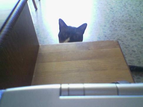 Picture of a cat / kitten / feline