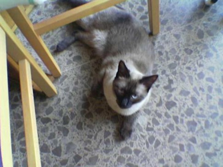 Picture of a cat / kitten / feline