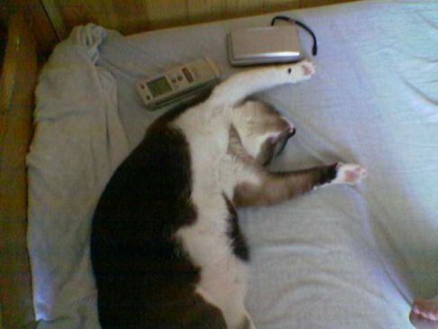 Picture of a cat / kitten / feline