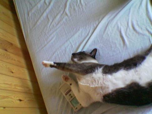 Picture of a cat / kitten / feline