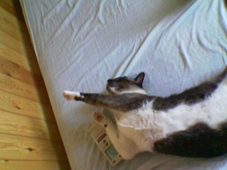 Picture of a cat / kitten / feline