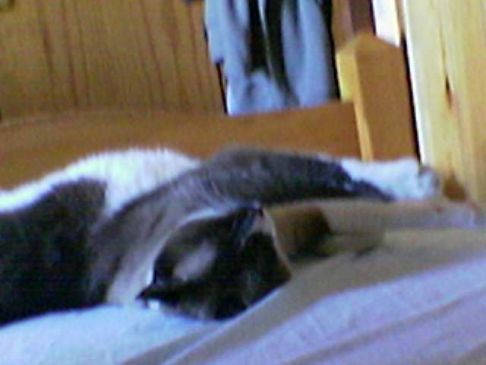 Picture of a cat / kitten / feline