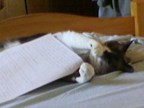 Picture of a cat / kitten / feline