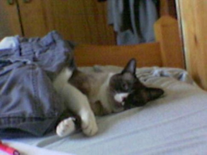 Picture of a cat / kitten / feline