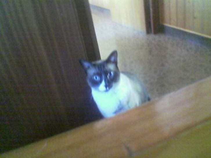 Picture of a cat / kitten / feline