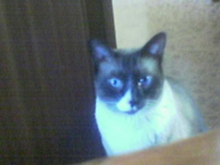 Picture of a cat / kitten / feline