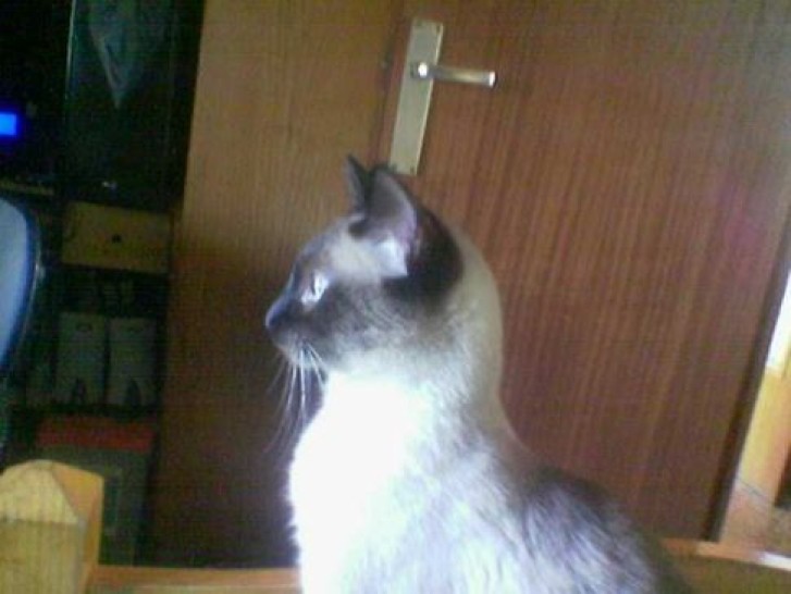 Picture of a cat / kitten / feline