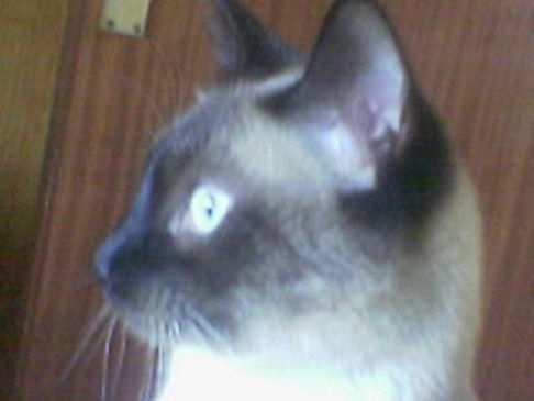 Picture of a cat / kitten / feline