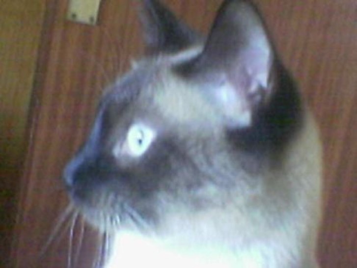 Picture of a cat / kitten / feline