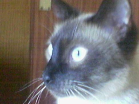 Picture of a cat / kitten / feline