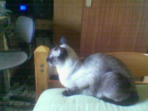 Picture of a cat / kitten / feline