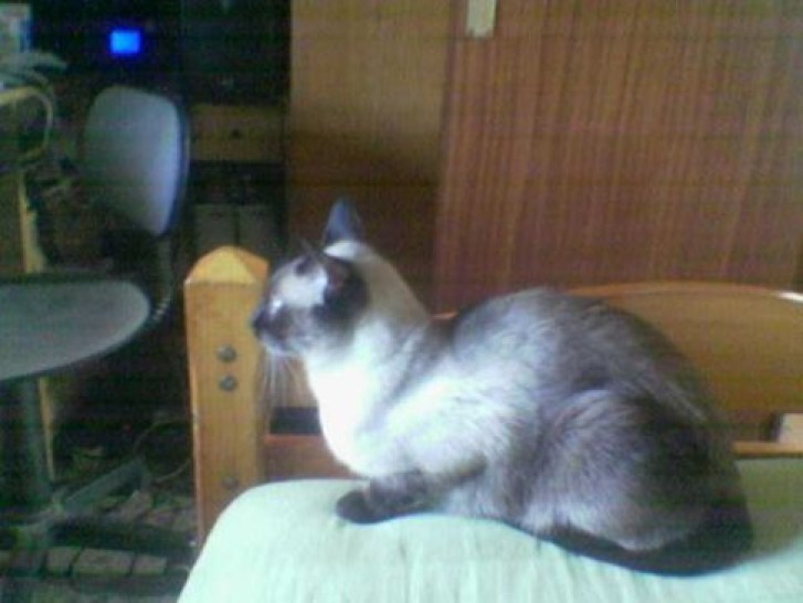 Picture of a cat / kitten / feline