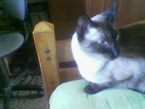 Picture of a cat / kitten / feline