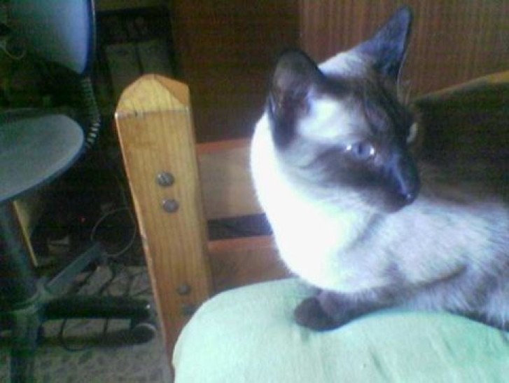 Picture of a cat / kitten / feline