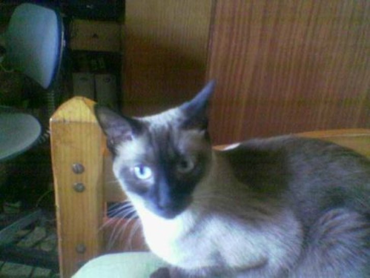 Picture of a cat / kitten / feline