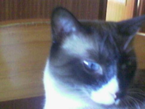 Picture of a cat / kitten / feline