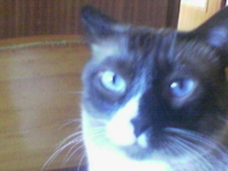 Picture of a cat / kitten / feline