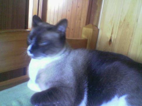 Picture of a cat / kitten / feline