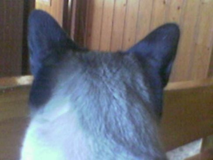 Picture of a cat / kitten / feline