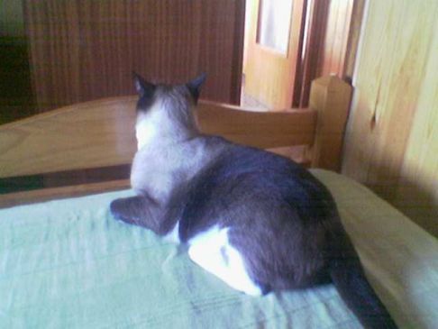 Picture of a cat / kitten / feline