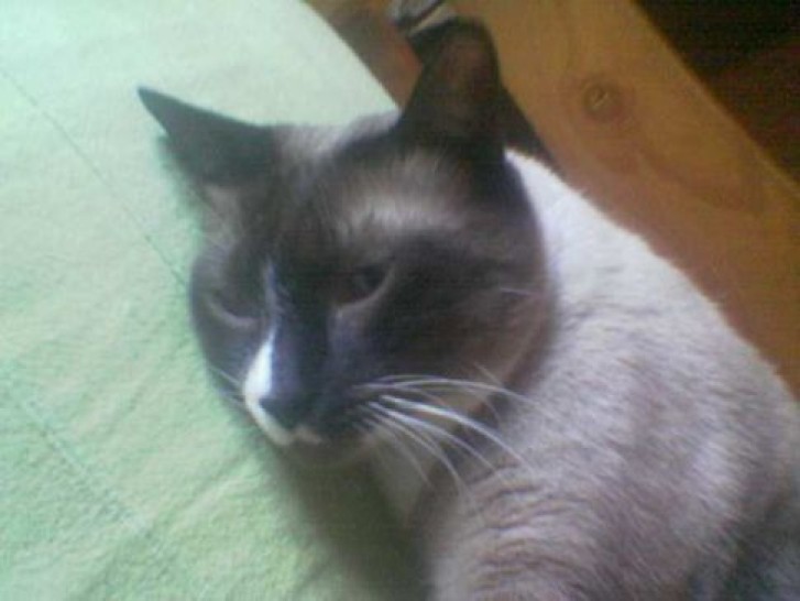 Picture of a cat / kitten / feline