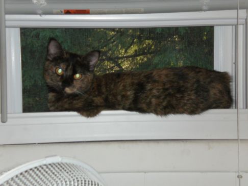 Picture of a cat / kitten / feline