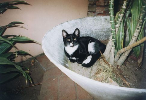 Picture of a cat / kitten / feline