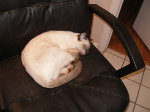 Picture of a cat / kitten / feline