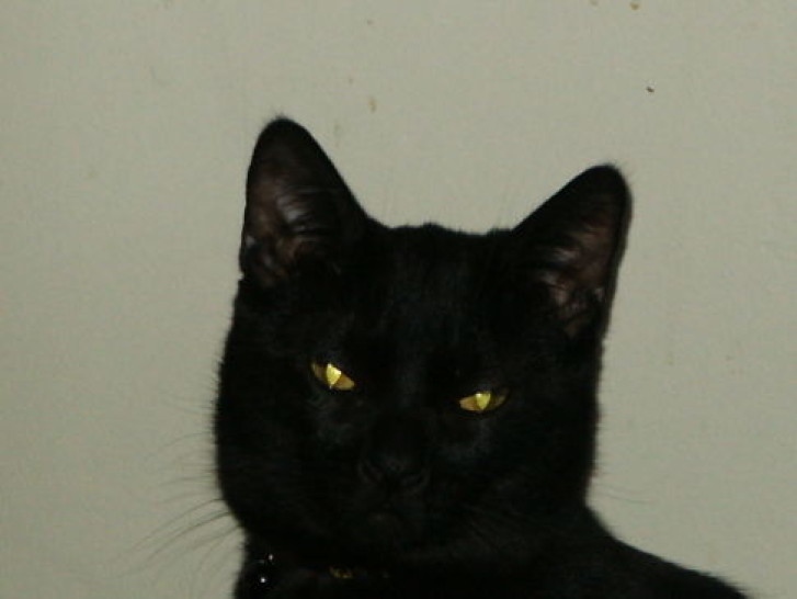 Picture of a cat / kitten / feline