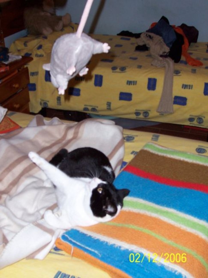 Picture of a cat / kitten / feline