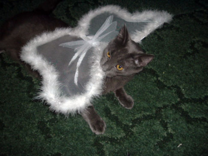 Picture of a cat / kitten / feline