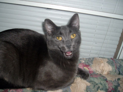 Picture of a cat / kitten / feline