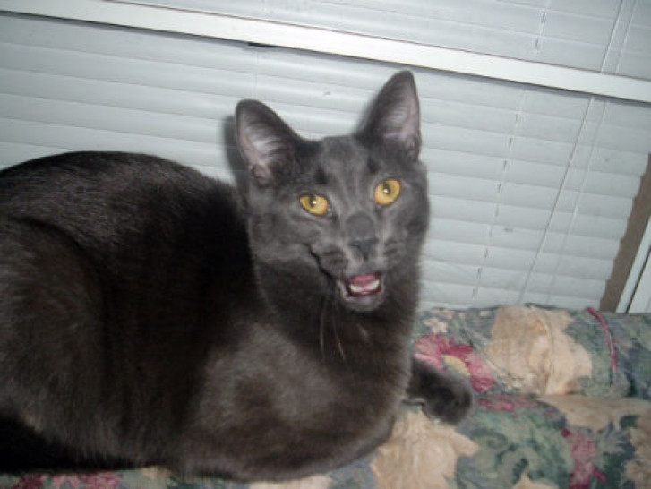 Picture of a cat / kitten / feline