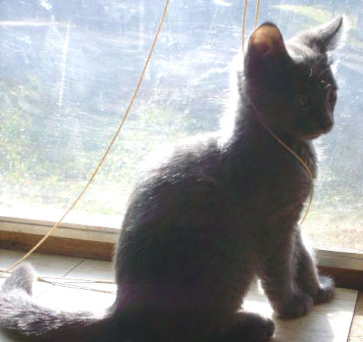 Picture of a cat / kitten / feline