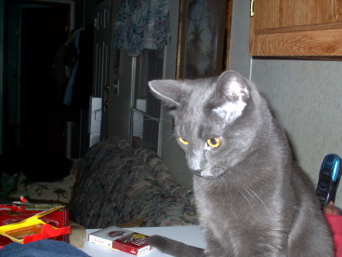 Picture of a cat / kitten / feline