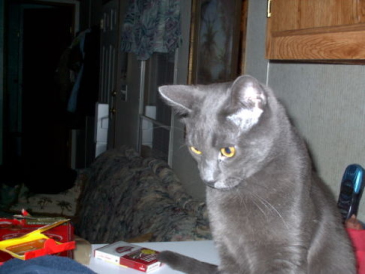 Picture of a cat / kitten / feline