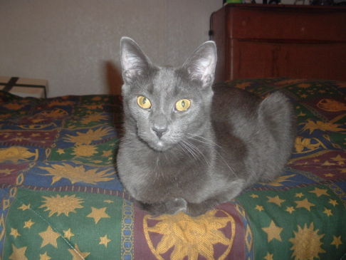 Picture of a cat / kitten / feline